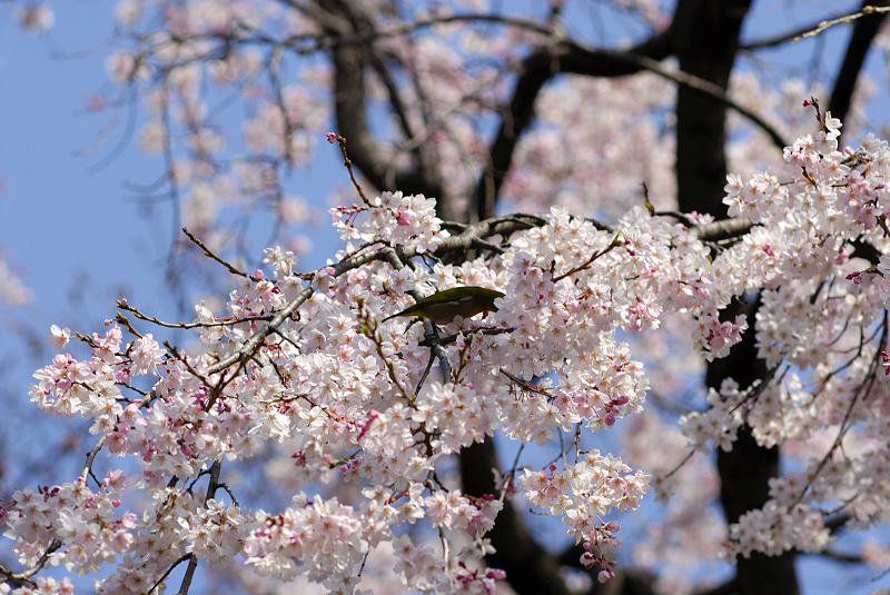 image0133
