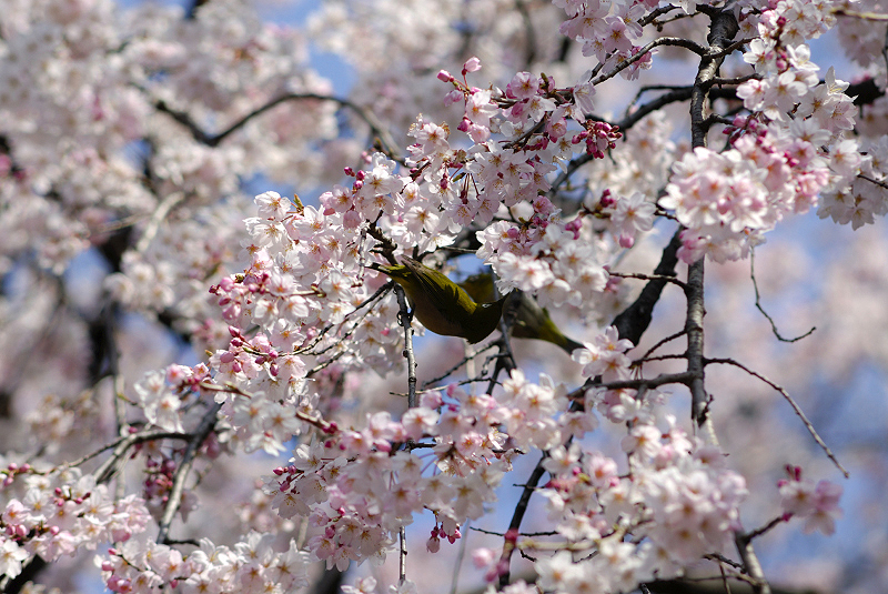 image0135