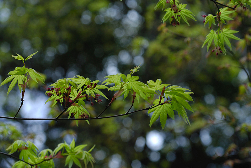 image0198