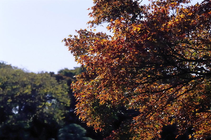 image0065