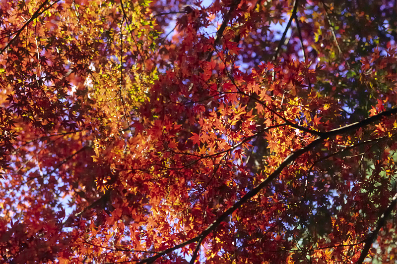 image0067