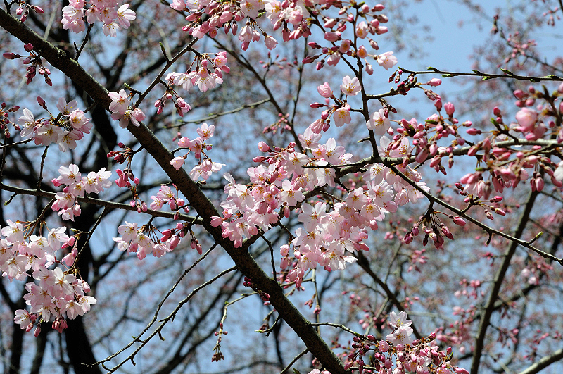 image0207