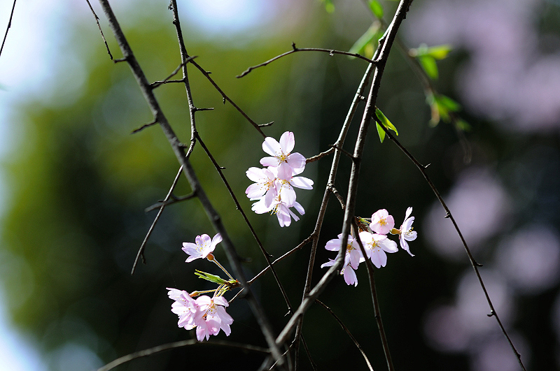 image0247