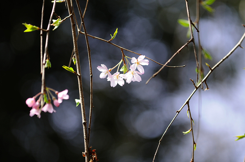 image0248