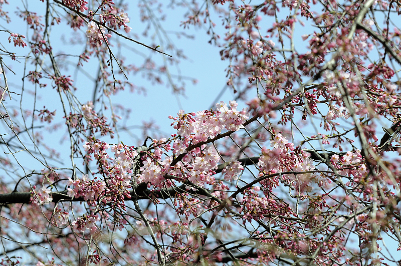 image0266