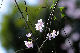 image0247