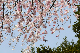image0249