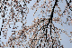 image0264