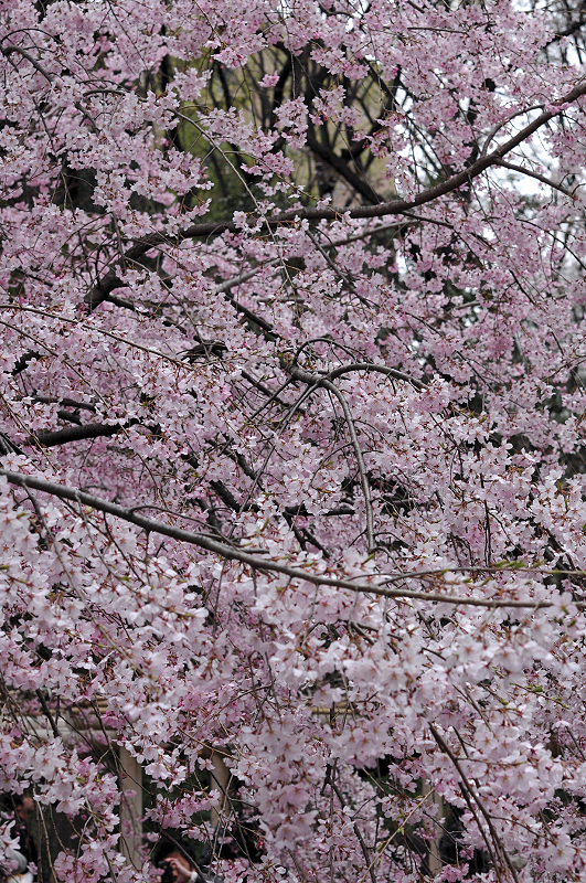 image0131