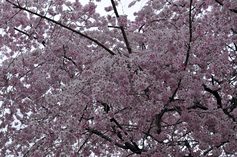 image0136
