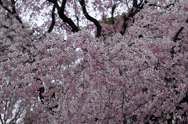 image0155