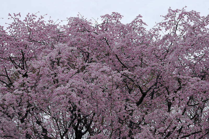 image0175