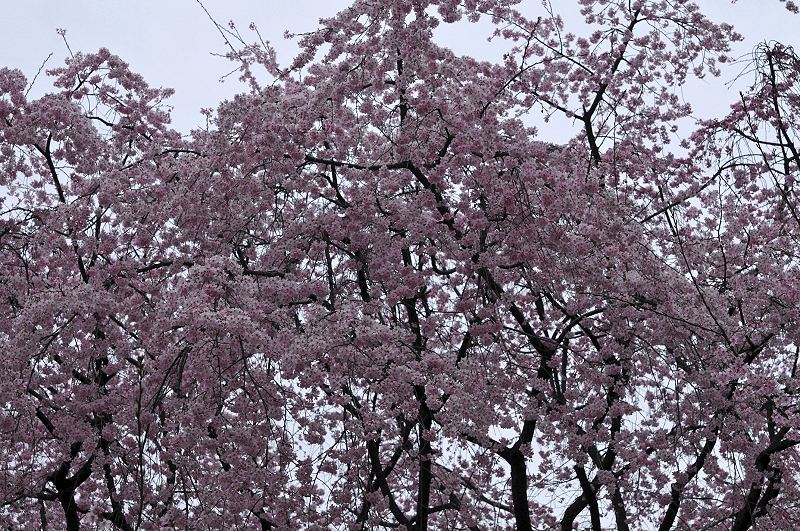 image0186