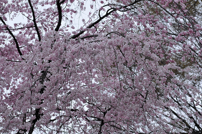 image0195