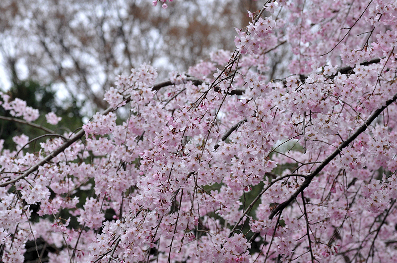 image0198