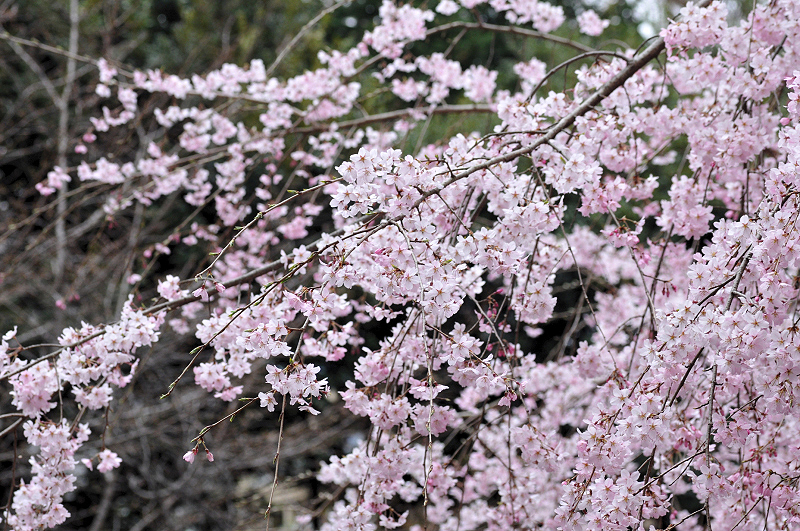 image0199