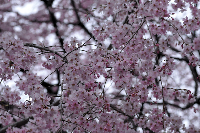 image0226