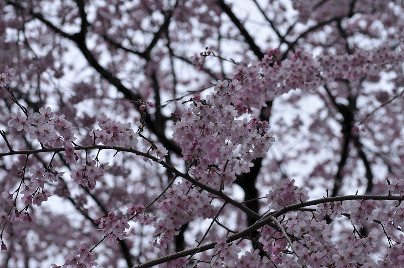 image0229