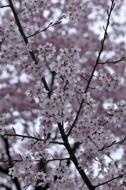 image0238
