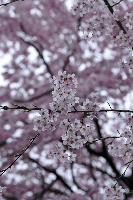 image0239