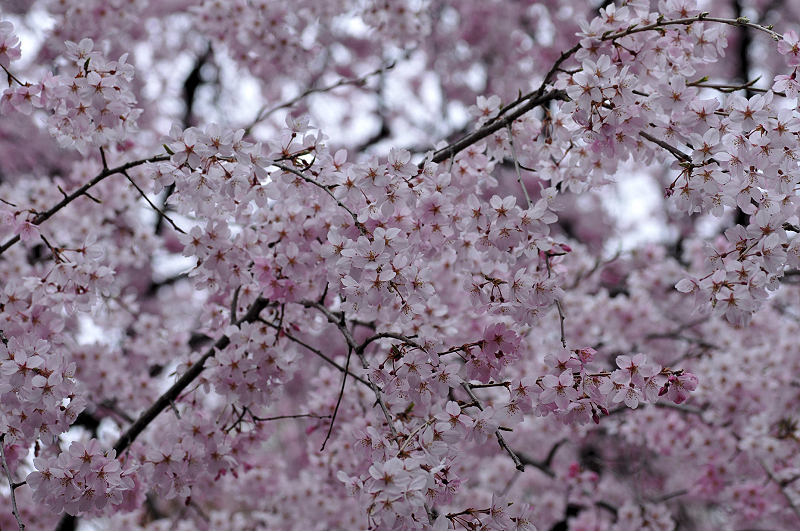 image0240