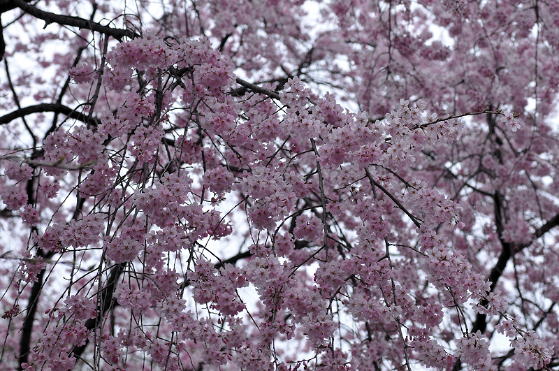 image0243