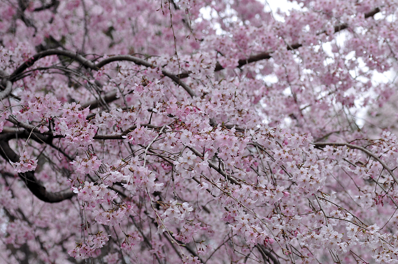 image0256