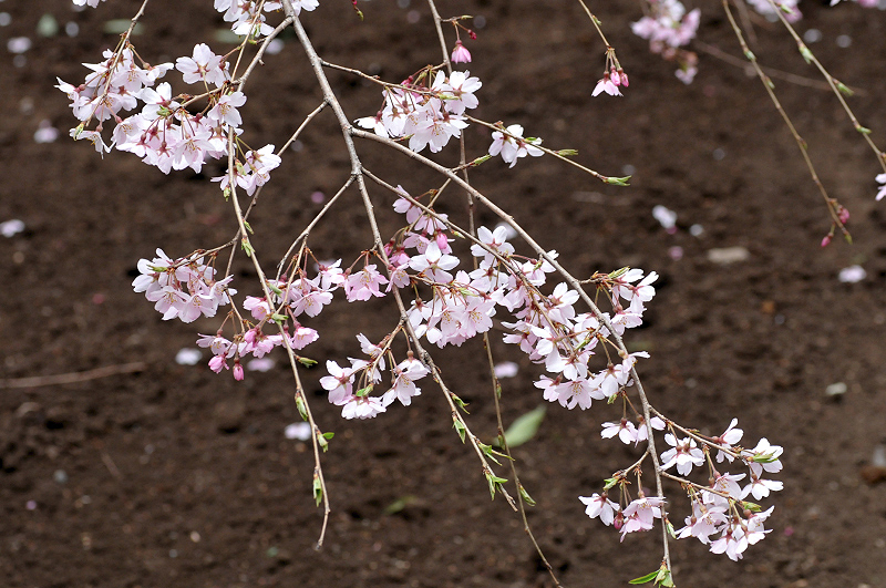 image0259
