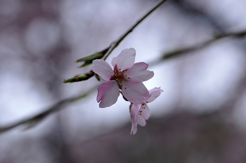 image0262