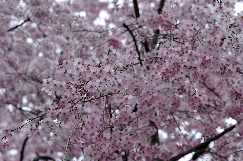 image0266