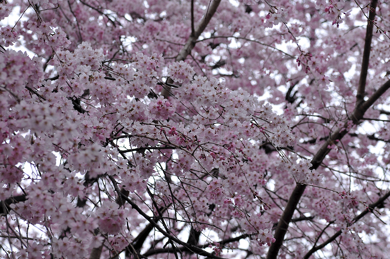 image0267