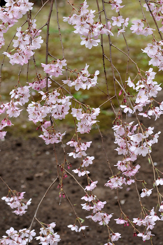 image0275