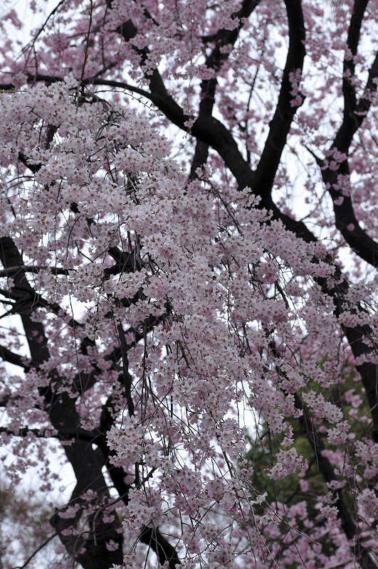 image0308