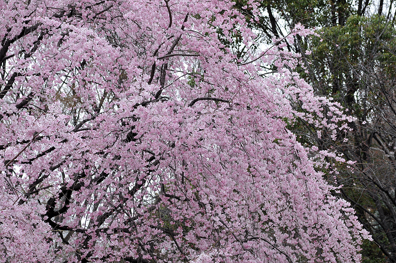 image0338