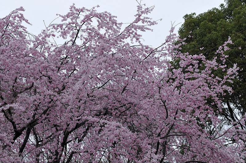 image0339