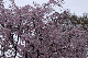 image0181