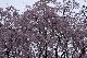 image0186