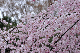 image0198