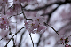 image0208