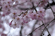 image0212
