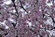 image0226