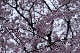 image0229