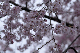 image0237