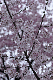 image0238
