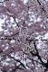 image0239