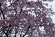 image0244