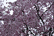 image0245