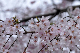 image0247