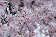 image0249