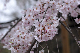 image0250